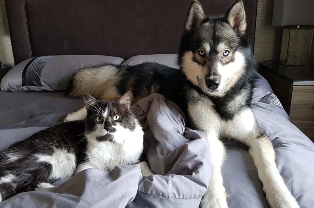 Сибирский хаски +кошка. Хаски и кошка. Три хаски и кот. Щенок хаски и котенок.