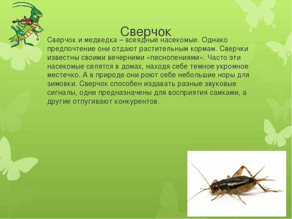 Почему насекомые издают звук при полете. Интересный рассказ про насекомых. сообщение о насекомых. насекомые картинки с описанием. доклад о насекомых.