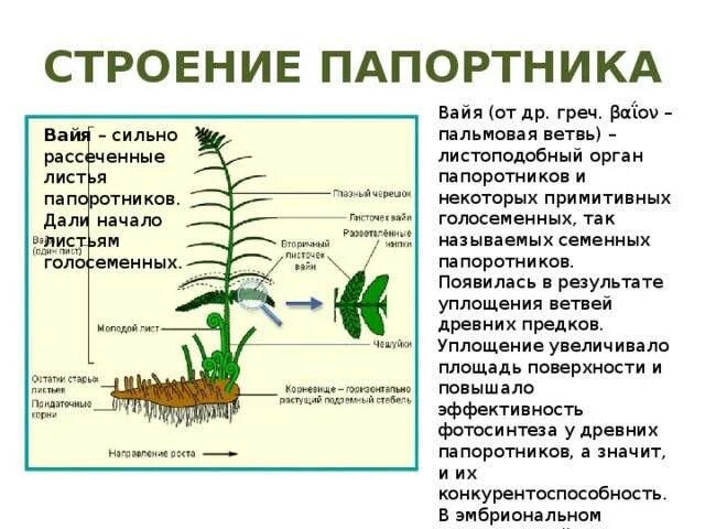 Опишите строение листа папоротника. Строение вайи папоротника. строение папоротника 7 класс биология. внешнее строение вайи папоротника. папоротник органы растения.