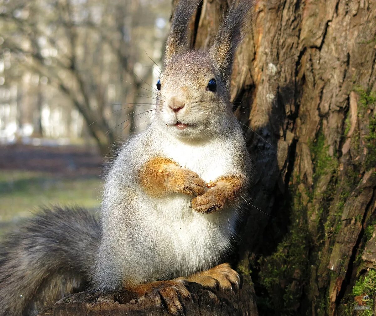 Белка другим словом. Описание белки. Парк с белками. Белка другим словом. Белочка спускается с дерева.