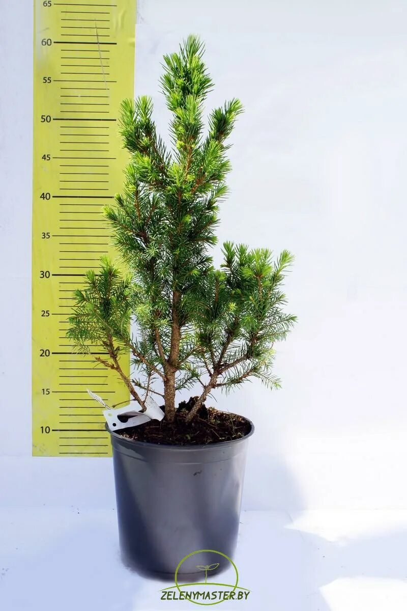 Ель сизая conica. Ель канадская "conica" рост. Ель канадская conica. Ель канадская conica (коника). Ель канадская коника майголд.