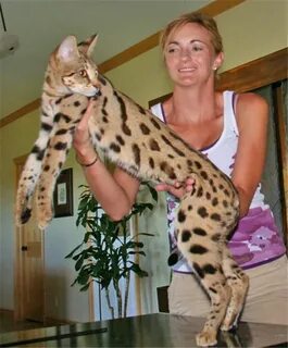 5 больших кошек