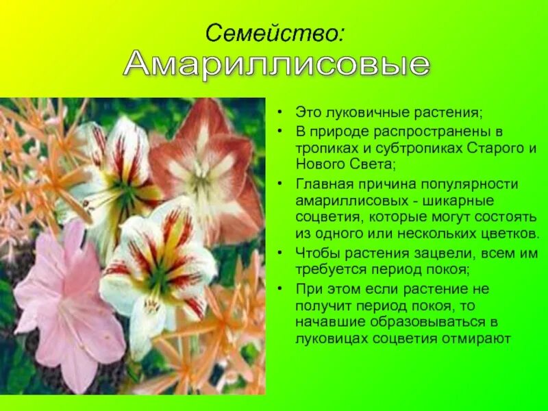Формула амариллисовых. Комнатные цветы семейства амариллисовых. семейство амариллисовые представители. amaryllidaceae амариллисовые. луковичные растения биология 6 класс.
