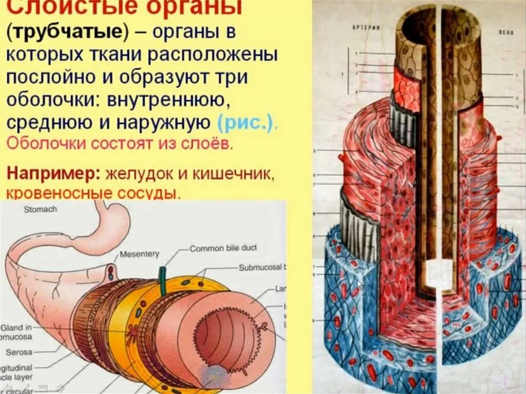 Трубчатый орган 5. Стенки трубчатых органов. Схема строения трубчатого органа. Строение трубчатых органов. Строение стенки трубчатого органа.