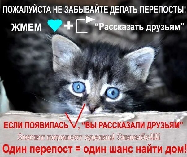 Не делаются репосты в тт. Делайте репосты помогайте животным. сделай репост. кошечка ищет дом. пожалуйста репост.