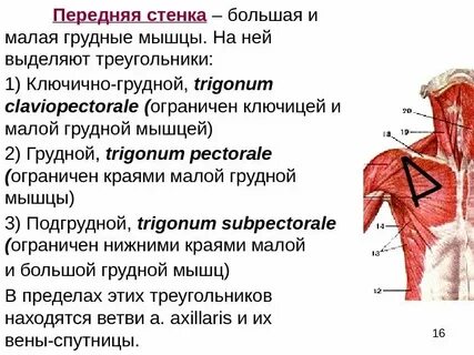 Грудино ключичный треугольник
