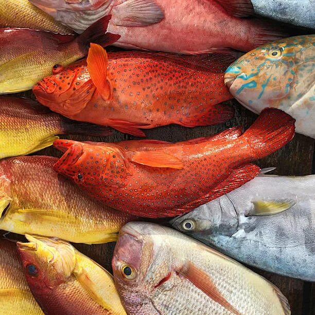 Съедобные рыбы Шри Ланка. Морской окунь Шри Ланка. Coral Fish Шри Ланка. Рифовые рыбы Шри Ланки.