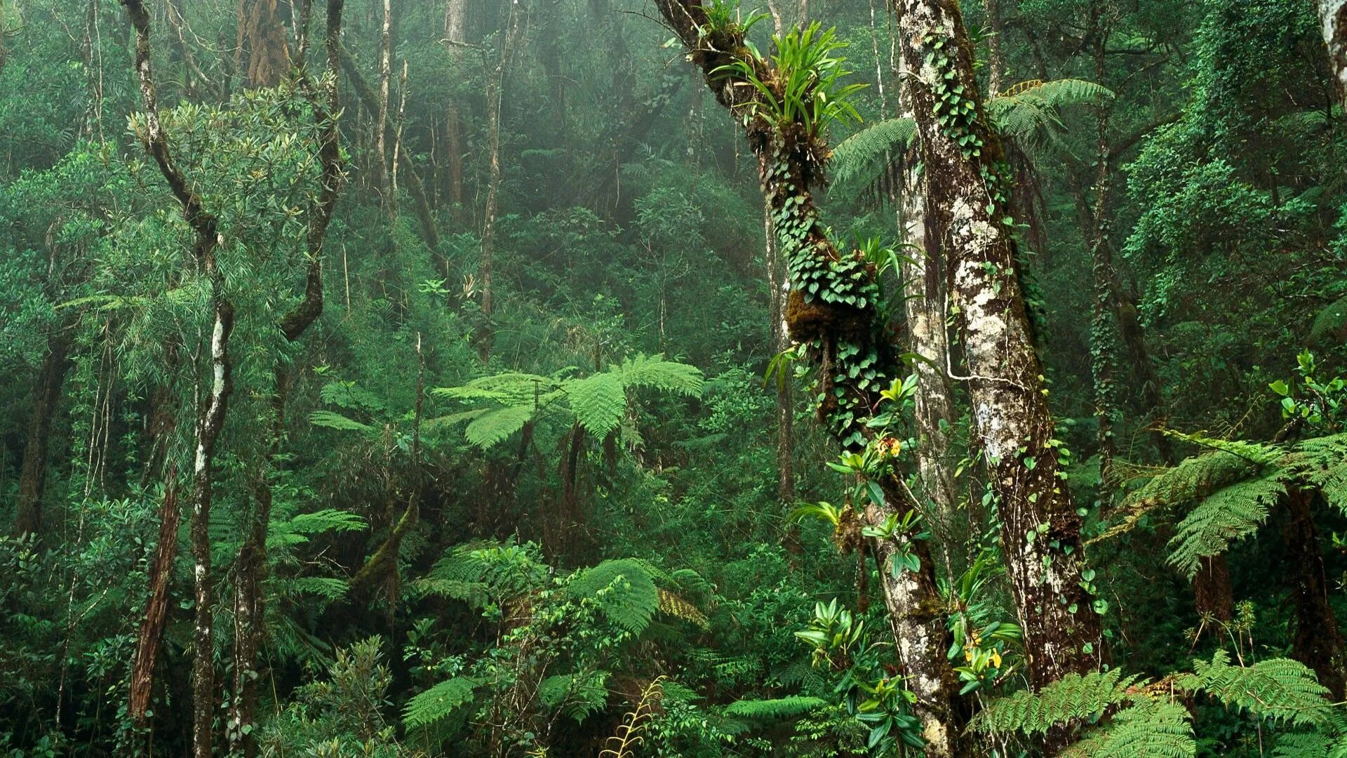 Amazon borneo congo. Муссонные леса Индии. Муссонные (листопадные) леса Индии. Муссонные тропические леса. Влажные тропические леса Ацинананы.