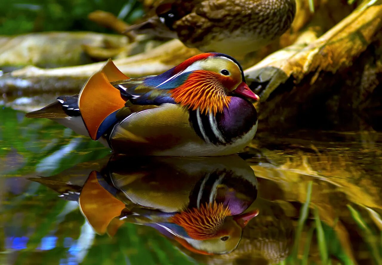 Птица утка мандаринка. Какая утка мандаринка. Птица утка мандаринка. Самка утки мандаринки. Какая утка мандаринка.