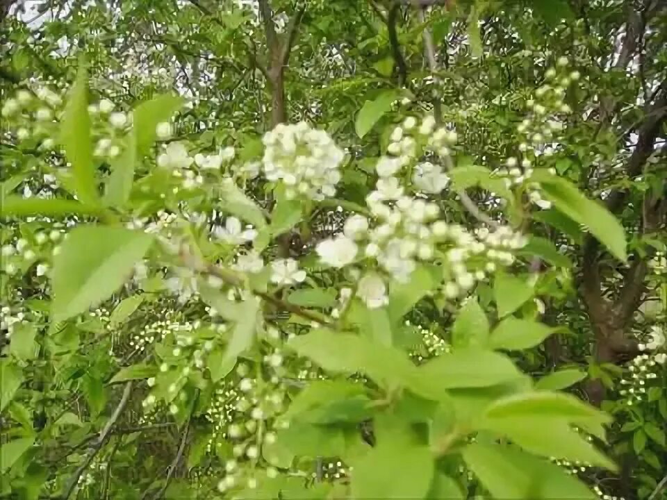 Поляну лесную и черемуху в белом