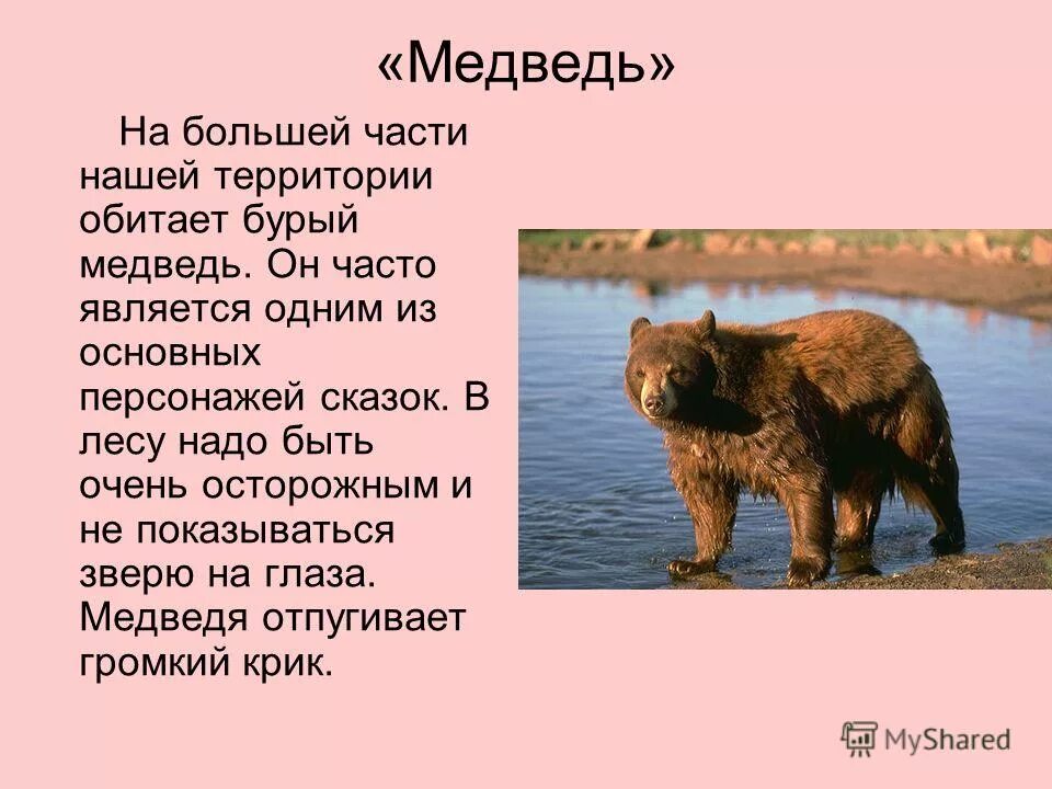 бурый медведь на каком материке. продолжительность жизни бурого медведя. ареал белого медведя в россии. медведи ареал обитания в мире. ареал распространения бурого медведя в россии.