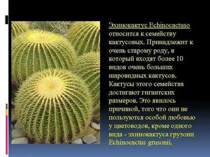 Прежней род