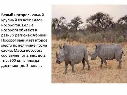 Носорог предложения