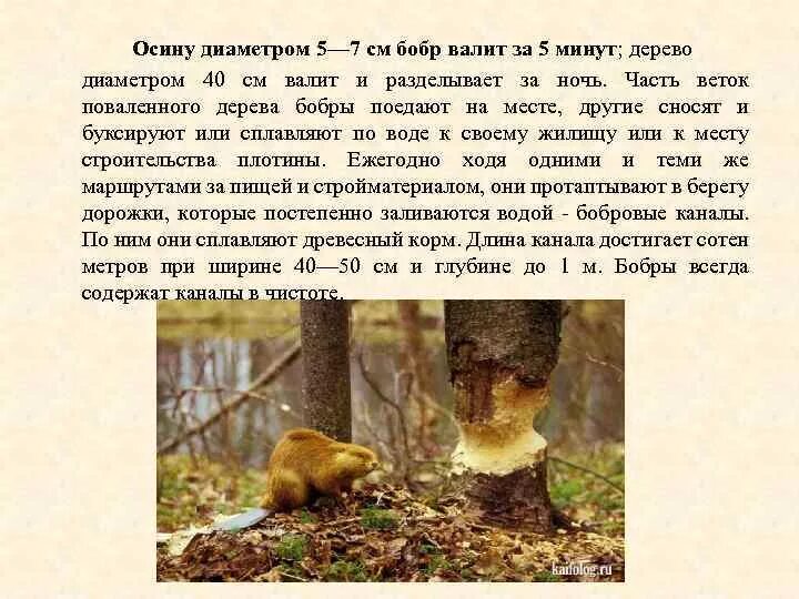 Осины валят. Заготовка древесины. Осины валят. Осина исполинская. Презентация о бобре.