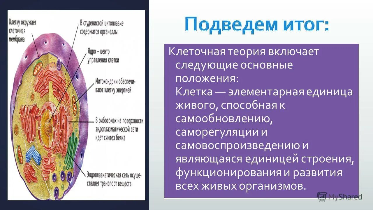 Вывод растительные и животные клетки. Клеточная теория. Клеточная теория строения организмов. Наблюдение клеток растений и животных под микроскопом. Самовоспроизведение клеток.