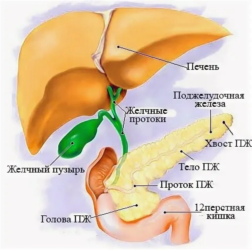 Лечение печени: список лекарств Блог компании Leomax
