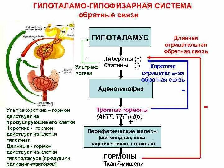 Участвует в эндокринной регуляции. Участвует в эндокринной регуляции