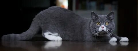 Большой бело серый кот
