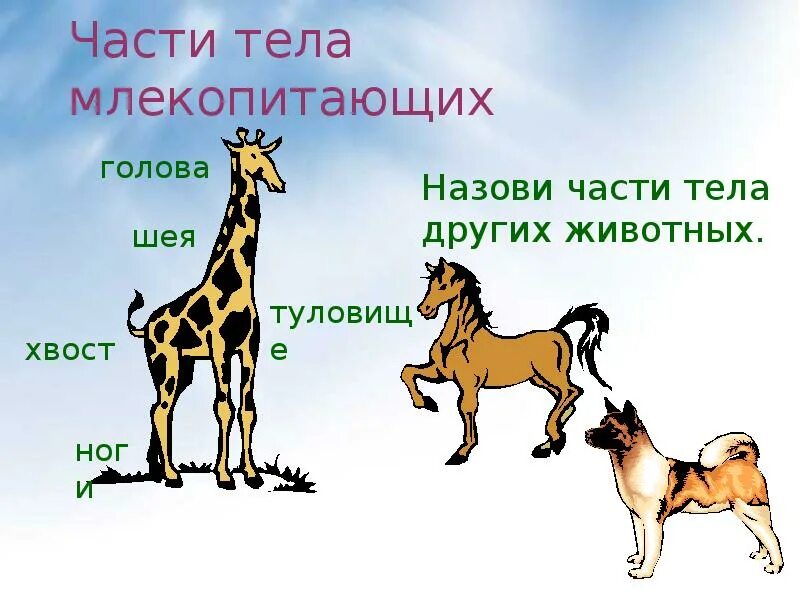 Туловище млекопитающего