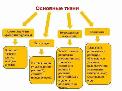 В каких органах располагаются запасающие ткани