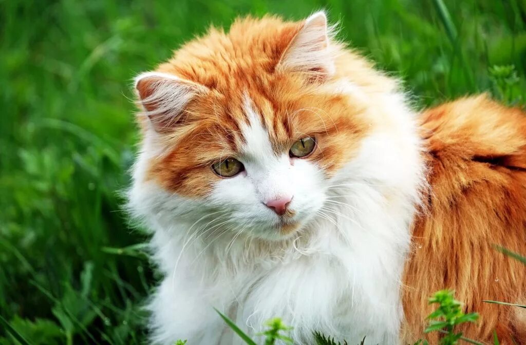 Включи рыжик. Ангорская кошка рыжая. Ангорская Сибирская кошка рыжая. Сибирская кошка рыжая с белым. Анатолийская кошка рыжая.