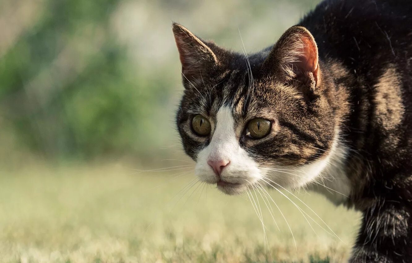 Котик боком. Морда кота боком. кошачья морда с боку. кошка боком. кошка вид сбоку морда.