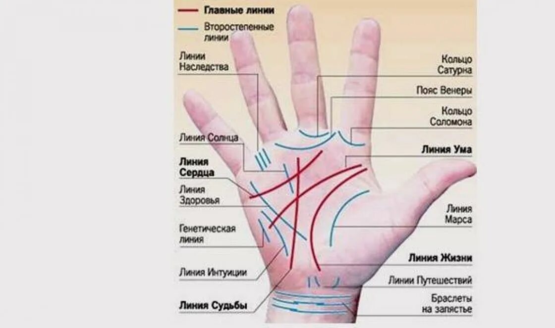 Хиромантия по руке значение. Линии на ладони. Линии на ладони расшифровка. Основные линии на руке. Хиромантия линии на руке.