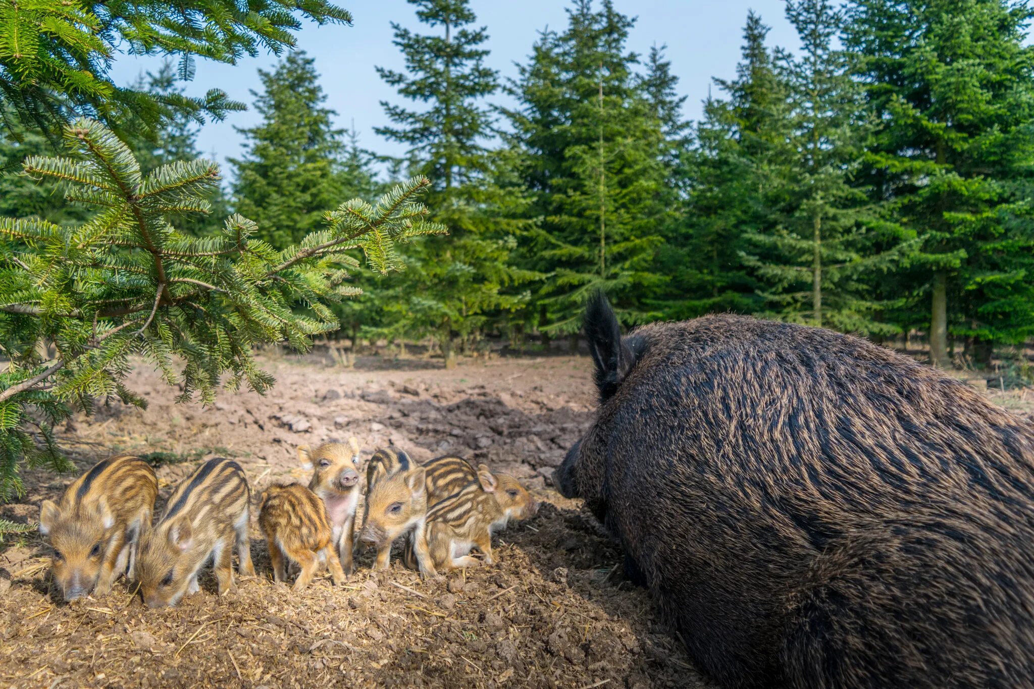 Кабан заяц. Кабан. кабан в лесу. кабанята. кабанята в лесу.