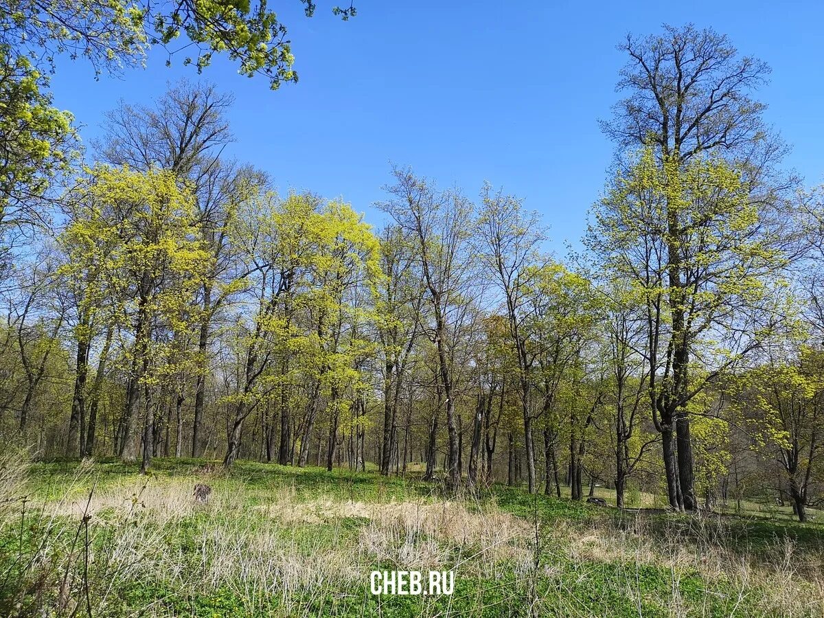 Дубрава чебоксары. Чебоксары дубрава дубрава парк. жк дубрава парк чебоксары. дубрава парк чебоксары юзр. дубрава юзр чебоксары.