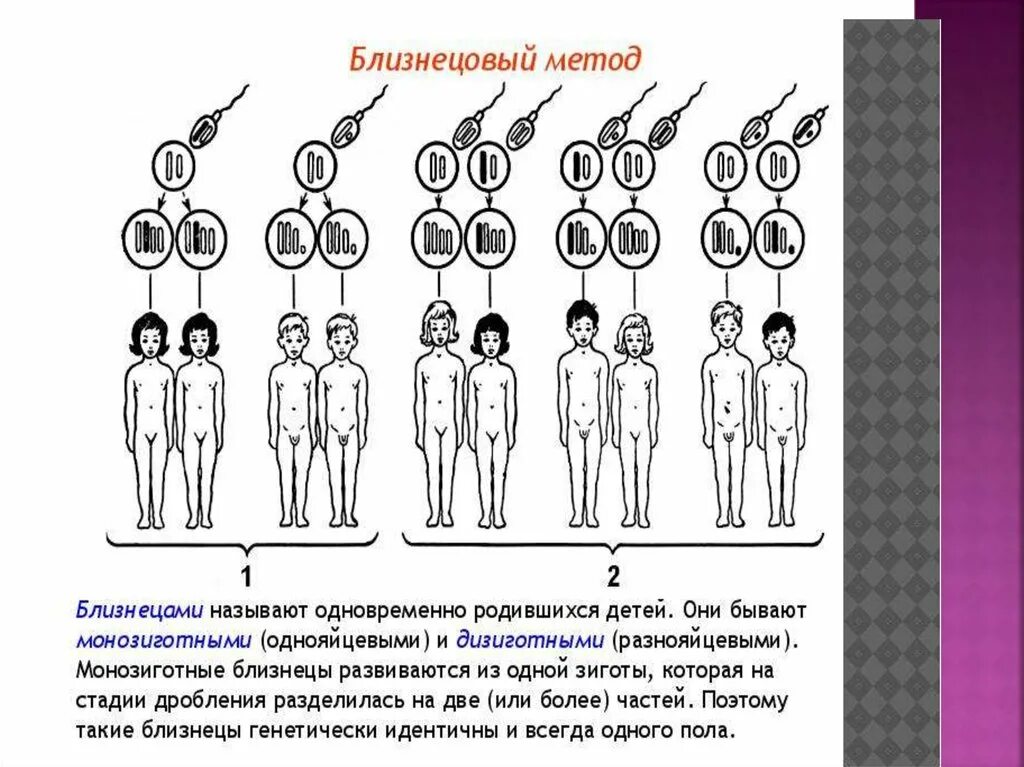 Близнецовый метод в генетике человека