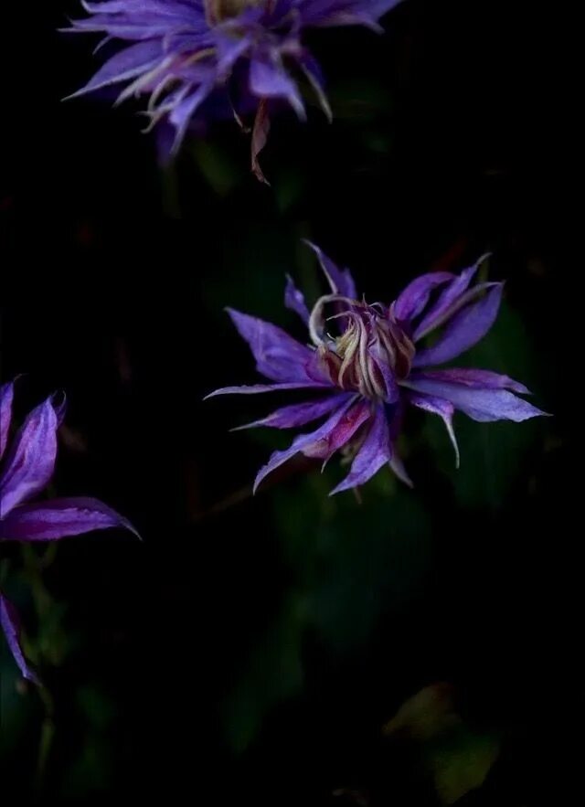 The dark flower