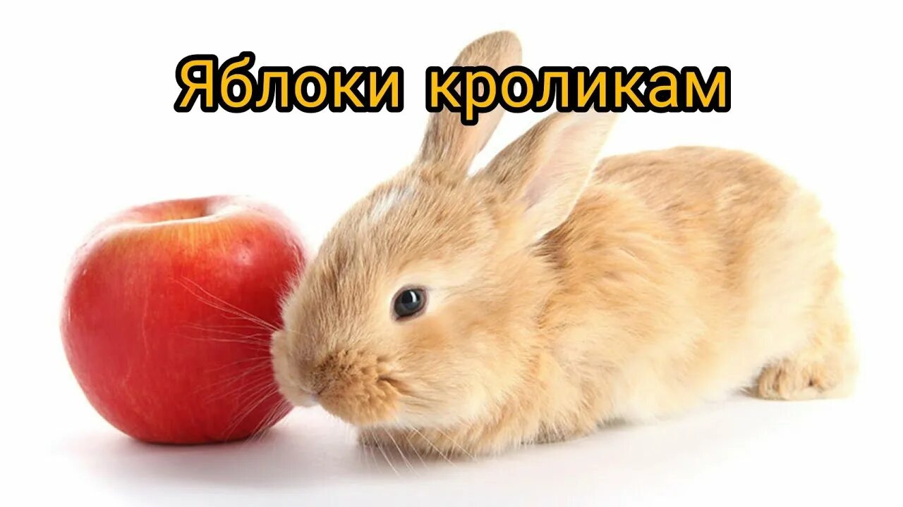 Можно кролику яблоко. Кролик с яблоками. Кроличье яблоко. Кролики из яблок. Яблоко кролик нарезка.