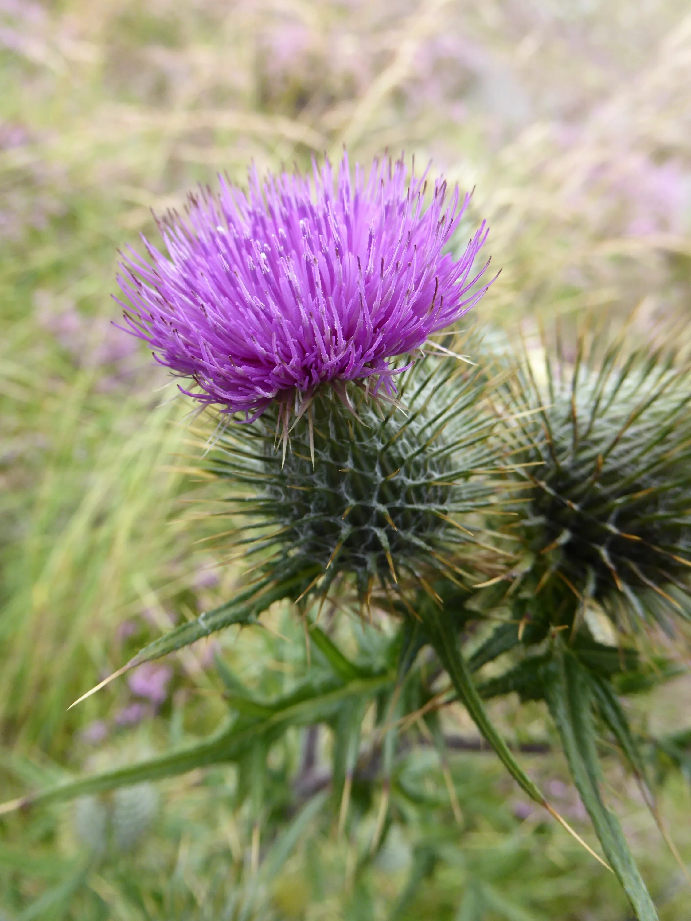 Чертополох Шотландия. Шотландия цветок чертополоха. Национальный цветок Шотландии чертополох. Чертополох символ Шотландии.