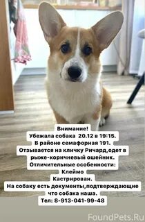 Имя для собаки девочки корги