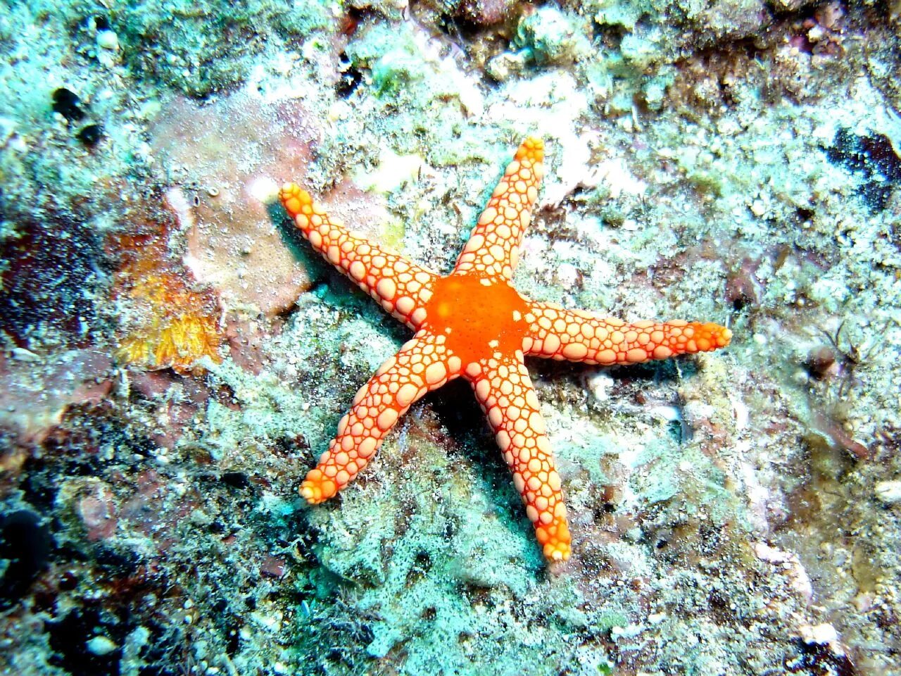 Солястер морская звезда. Морская звезда зернистый кориастер. Fromia monilis. Морские обитатели морская звезда. Морская звезда океан