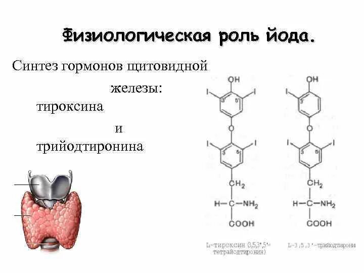 Синтез йодсодержащих гормонов щитовидной железы схема. Гормоны щитовидной железы тироксин и трийодтиронин. Строение тиреоидных гормонов биохимия. Гормоны щитовидной железы биохимия функции. Какие железы вырабатывают тироксин