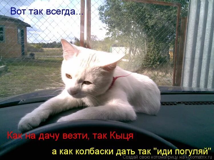 ну дай колбаски