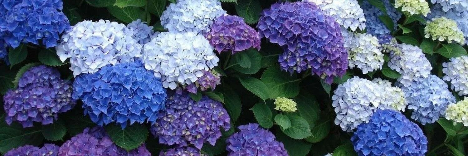 Полить гортензию для цвета