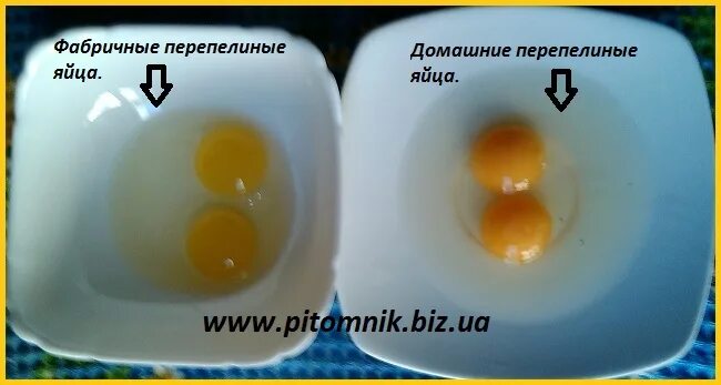 Почему домашнее яйцо. Домашнее яйцо и магазинное. яйца магазинные. желток магазинного и домашнего яйца.
