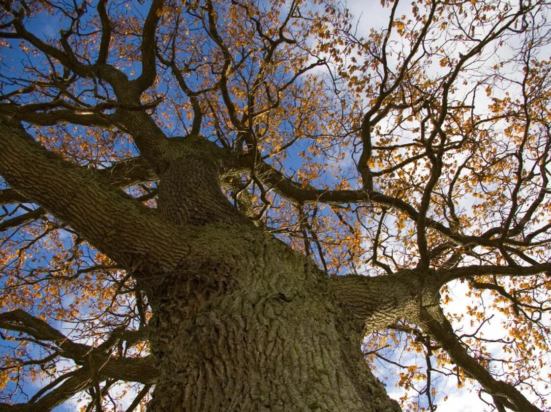 Tree translate