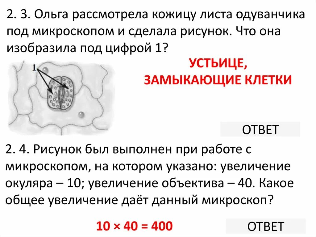Ольга рассматривала под микроскопом Ольга рассматривала под микроскопом
