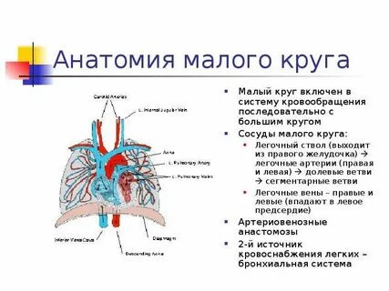 Ствол легочной артерии
