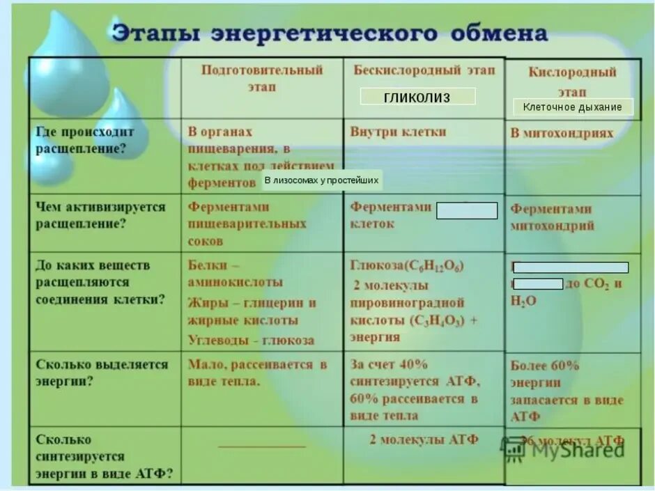 Этапы энергетического обмена таблица 10 класс. Первый этап подготовительный энергетического обмена. Метаболизм этапы энергетического обмена. Подготовительный бескислородный кислородный этапы таблица