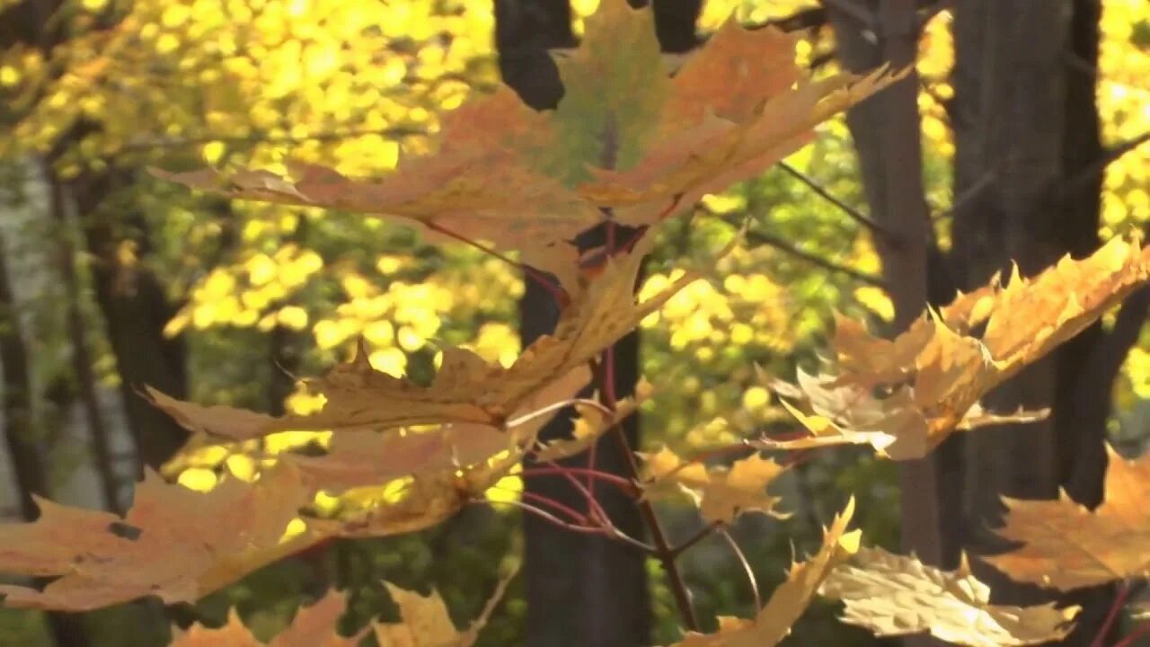 Как осенний лист дрожит. Листопад gif. клён анимация. осень листья гиф. осенний ветер анимация.