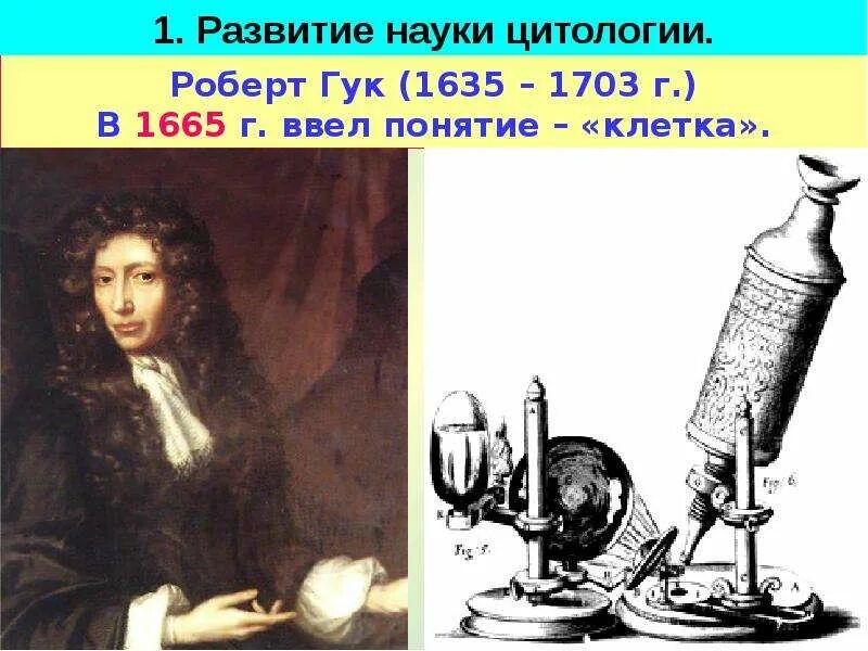 Гук ввел термин клетка. Ввел понятие клетка.