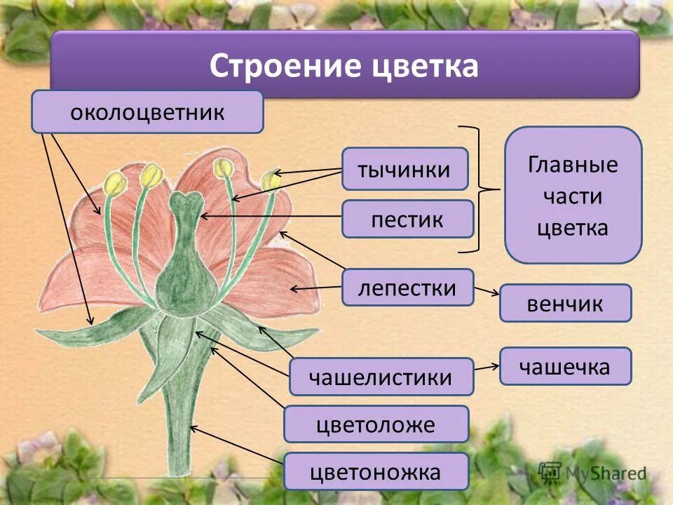 строение цветка 6 класс биология рисунок. цветок цветоложе околоцветник. что является мужской частью цветка из перечисленного. чашелистики пестик тычинки венчик. что является мужской частью цветка из перечисленного.