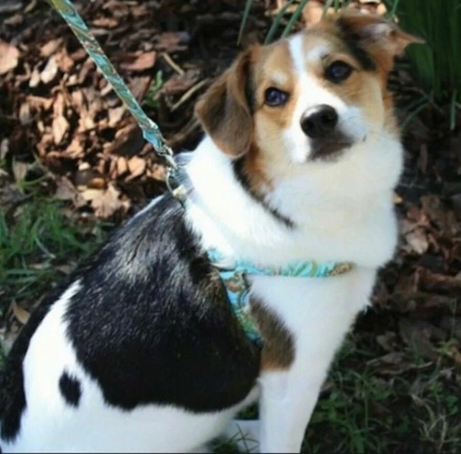 Спортивные собаки. Бигль и шпиц. Спортивные породы собак. Бигль породы собак шарпей. Игл собаки.