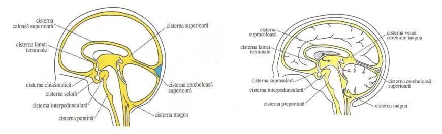Подпаутинные цистерны. Субарахноидальное пространство располагается под. Мозжечково-мозговая цистерна подпаутинного пространства. Цистерны мозжечка анатомия. Подпаутинные цистерны анатомия.