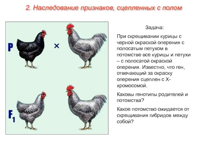 Скрещивание курицы и петуха. Скрещивание пород кур. Скрещенные породы кур. Скрещивание пород кур таблица. Огэ биология курицы