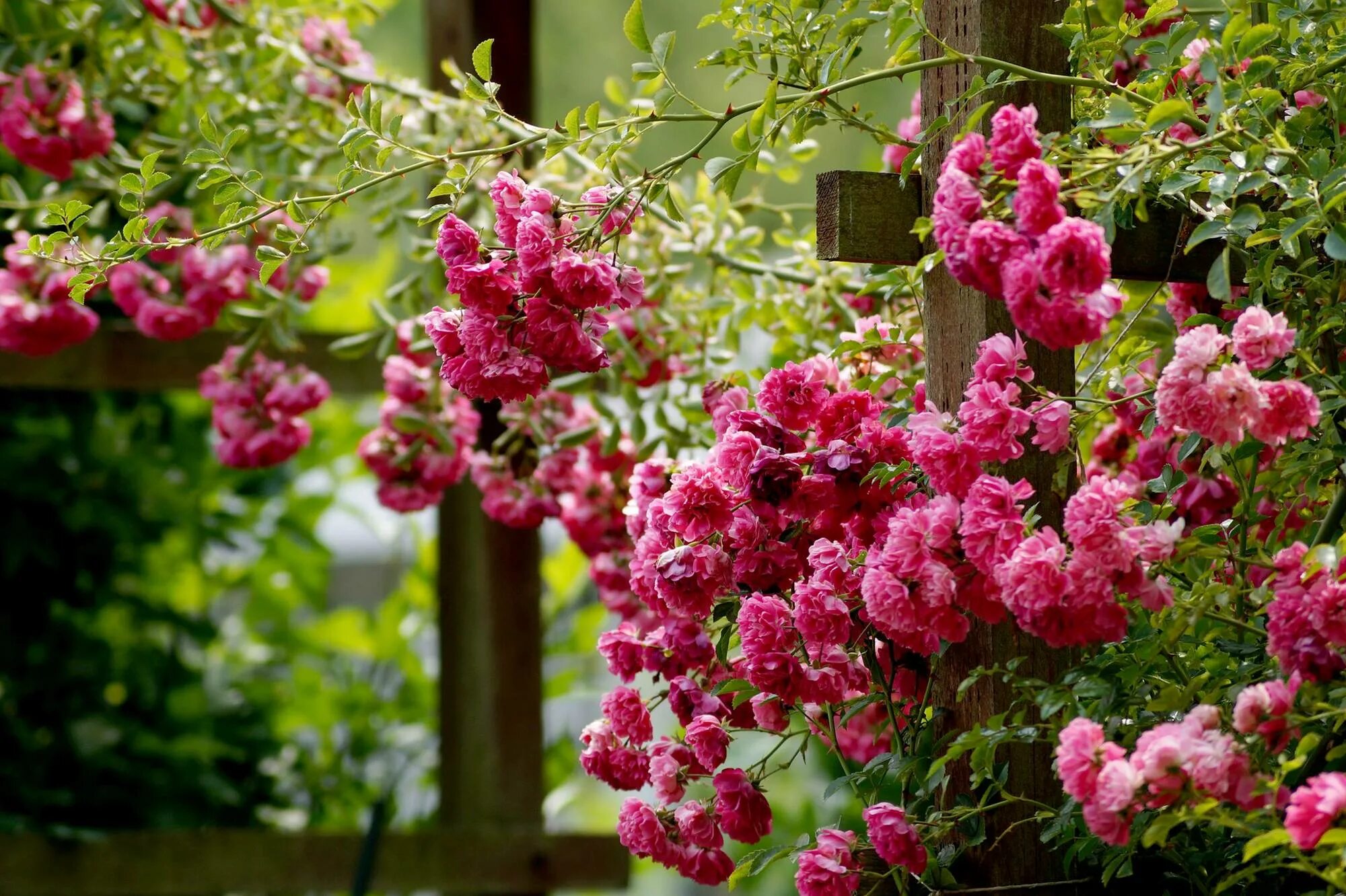 Ciao Domenica: April 2013 Blumen anbauen, Kletterrose, Rosa garten